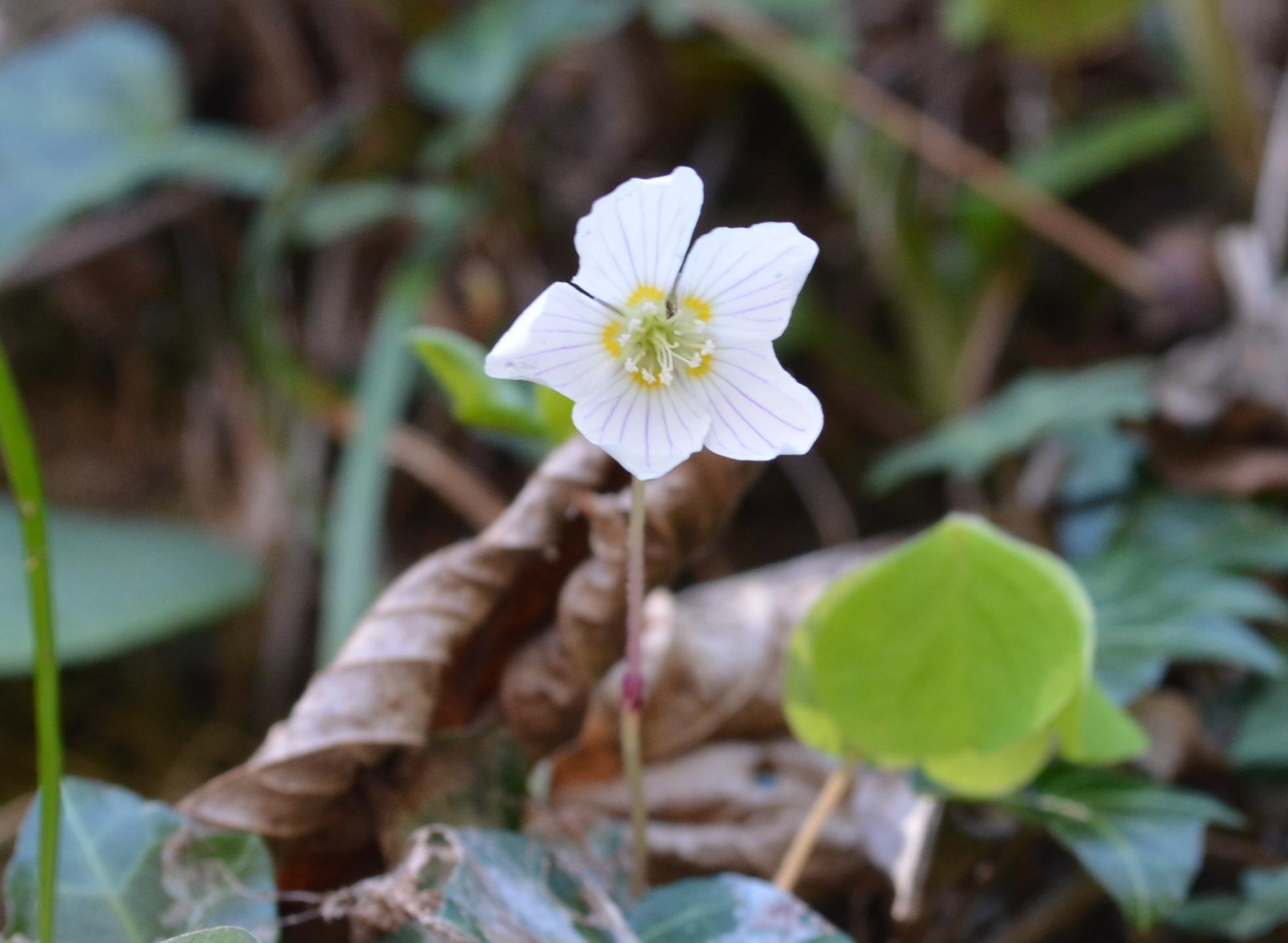 Val Brembana, (BG) : Oxalis acetosella